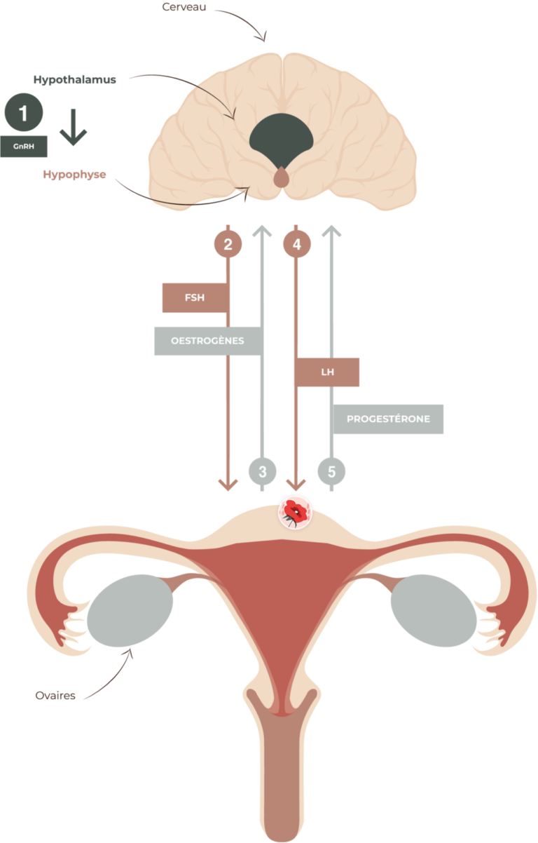 tout savoir sur la testostérone : fonctions, effets et conseils